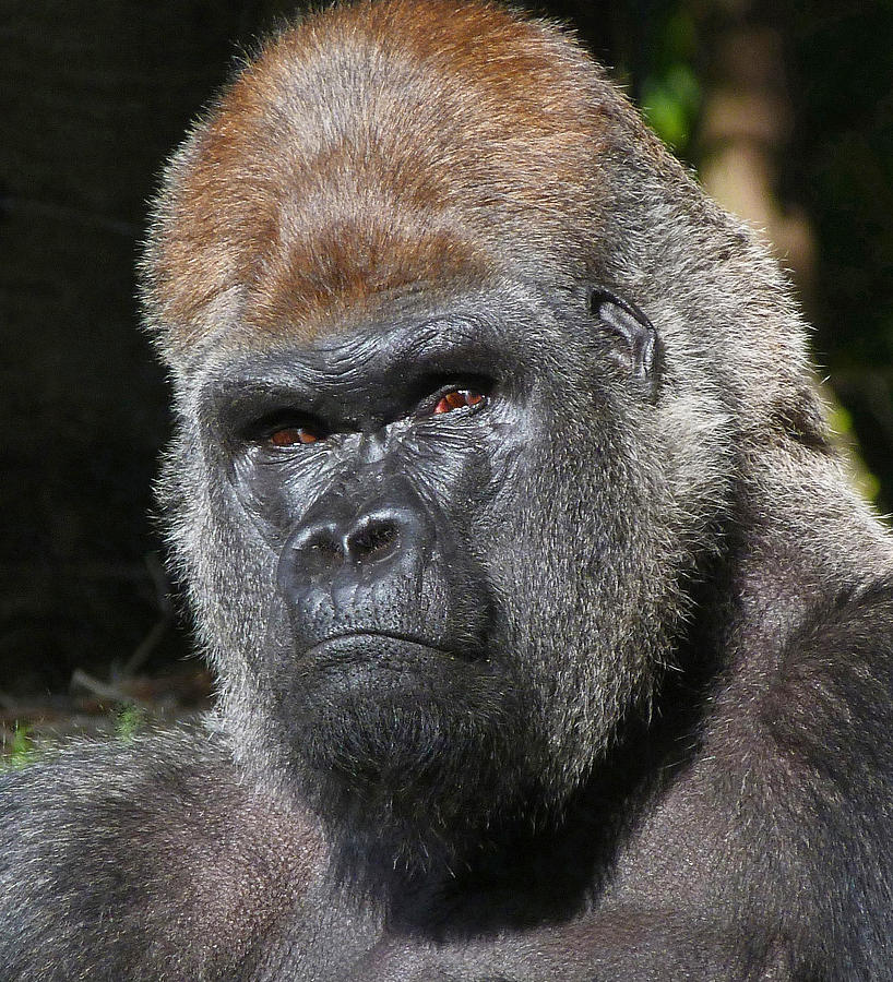 Gorilla Gaze Photograph by Margaret Saheed