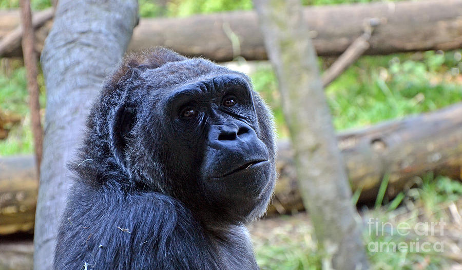 Gorilla glance Photograph by Frank Larkin