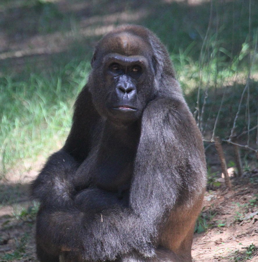 Gorilla Photograph - Gorilla Gorilla Gorilla  by Cathy Lindsey