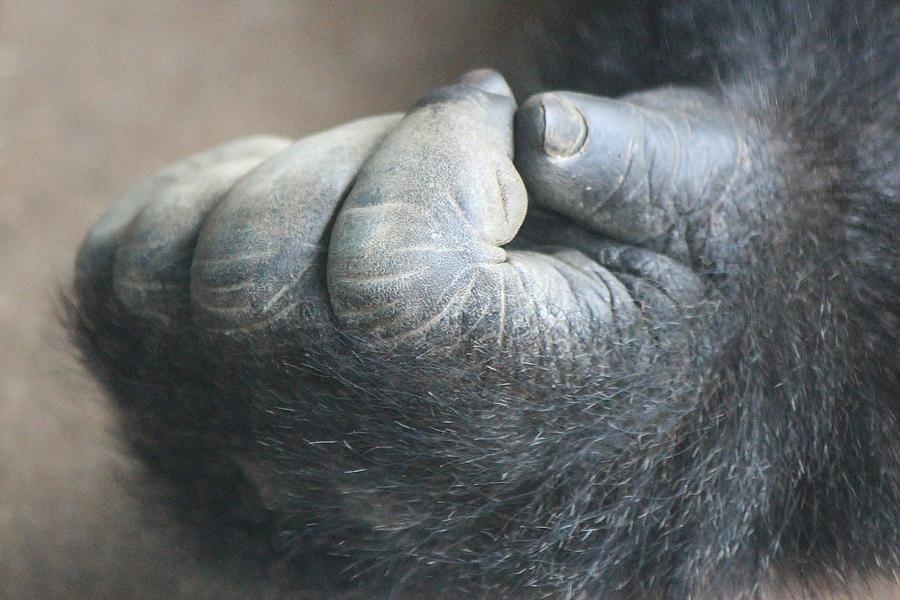 Nature Photograph - Gorilla Hand by Paulette Thomas