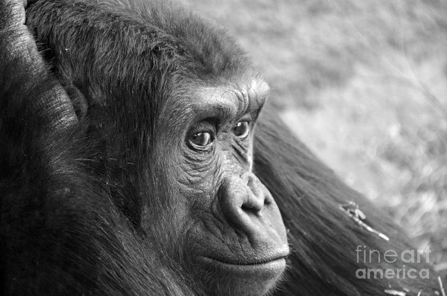 Gorilla in Black and White Photograph by Frank Larkin