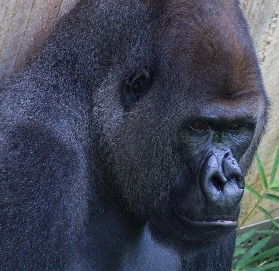 Gorilla in Thought Photograph by Leah Palmer