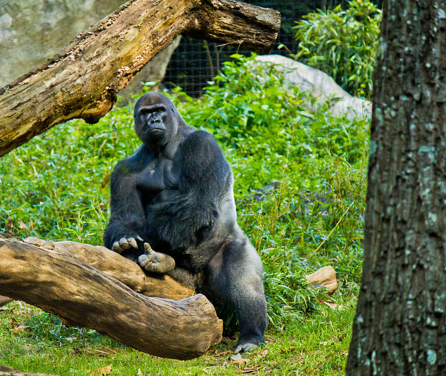Gorilla Photograph by Jonny D
