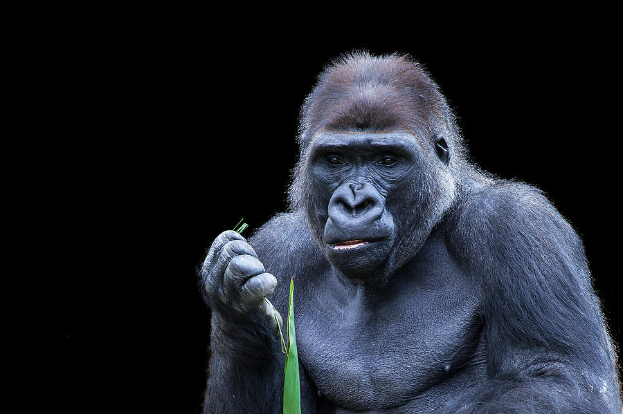 Gorilla Photograph by Klaus Kehrls