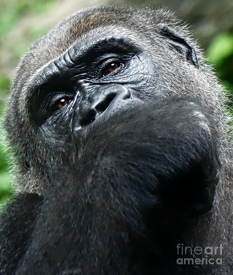 Gorilla Photograph by Lilliana Mendez