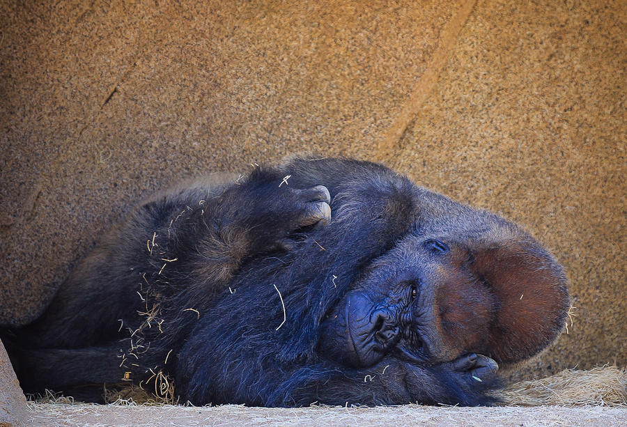 Gorilla Photograph by Matthew Onheiber