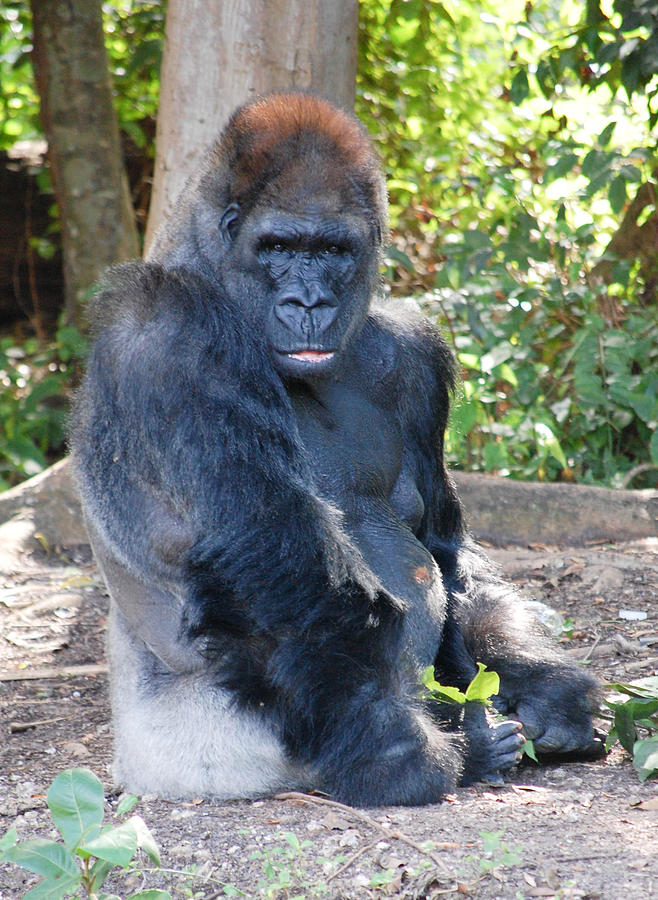 Gorilla Photograph By Mitchell Rudin 