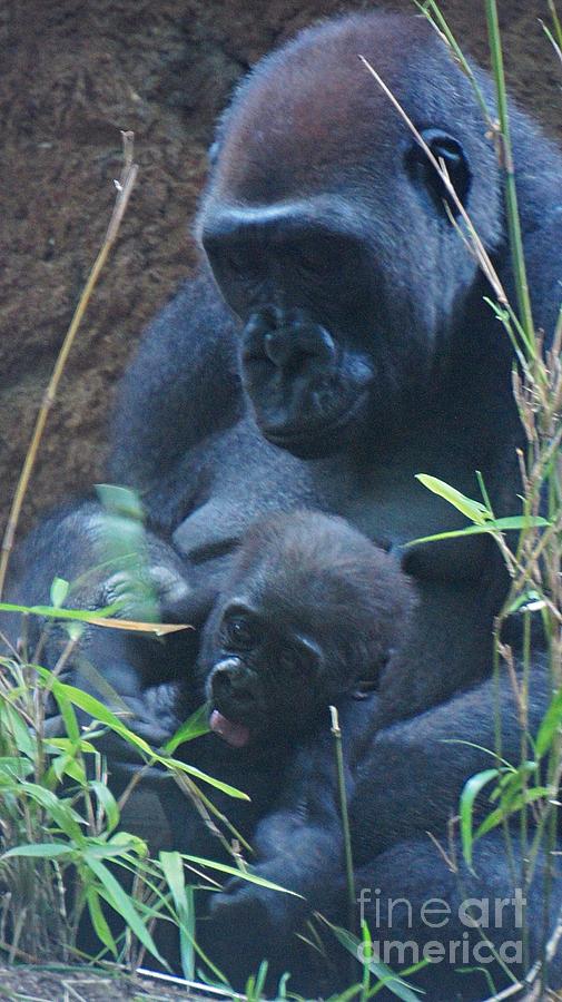 Gorilla Mom with Baby  Photograph by Lilliana Mendez