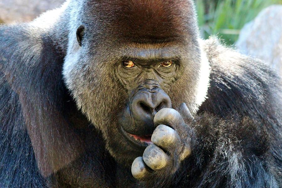 Gorilla Picking His Nose Photograph by Paulette Thomas