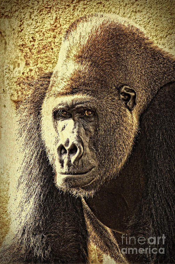 Gorilla Portrait 2 Photograph by Heiko Koehrer-Wagner