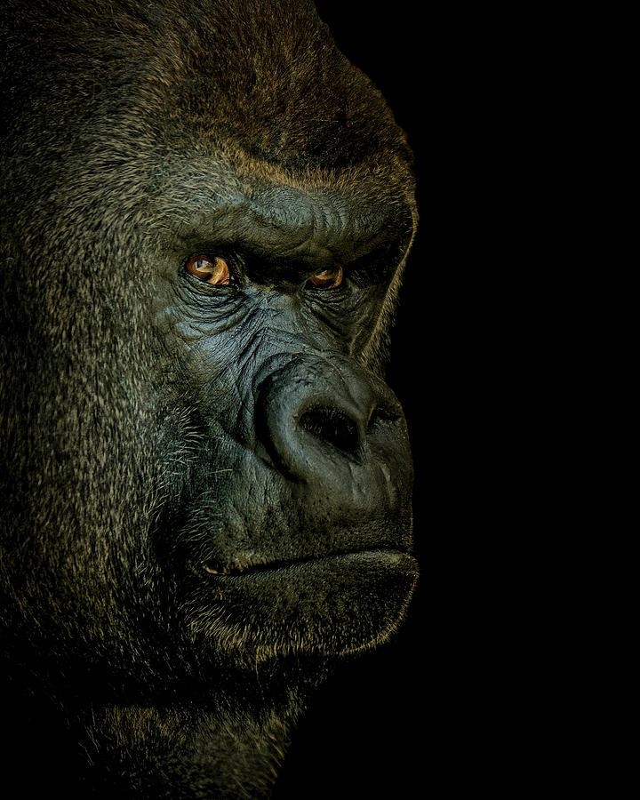 Gorilla Portrait Photograph by Ernest Echols