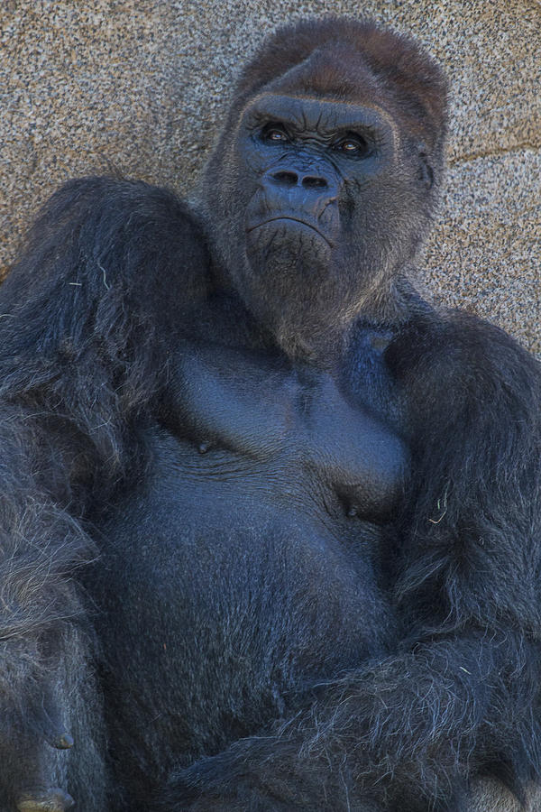Gorilla Photograph - Gorilla  Portrait by Garry Gay