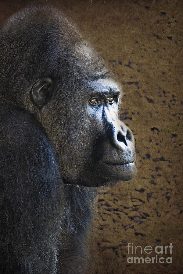 Ape Photograph - Gorilla Portrait by Heiko Koehrer-Wagner