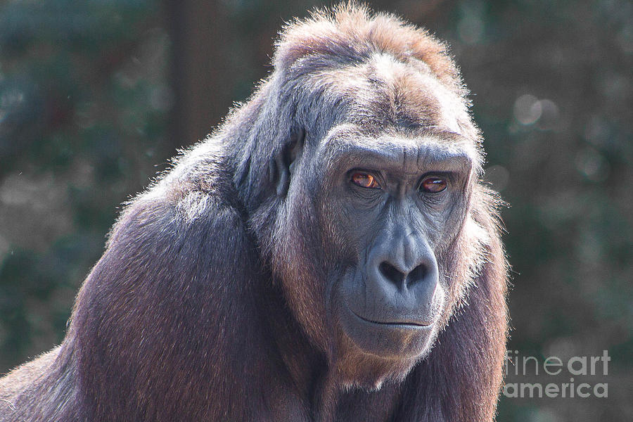 Gorilla Portrait Photograph by Kimberly Blom-Roemer