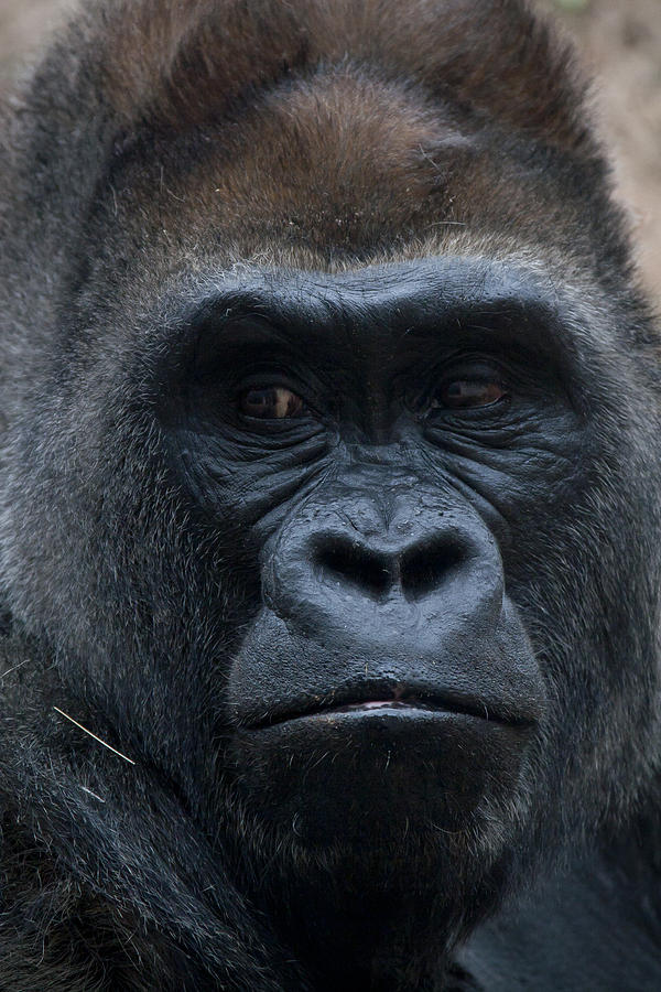 Gorilla Portrait Photograph by Richard Smith