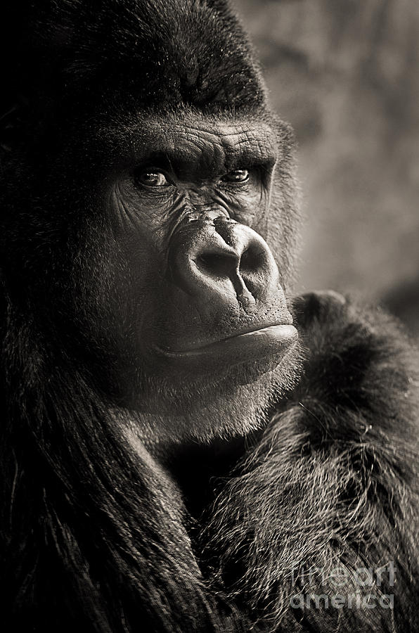 Gorilla Poses I Photograph by Norma Warden