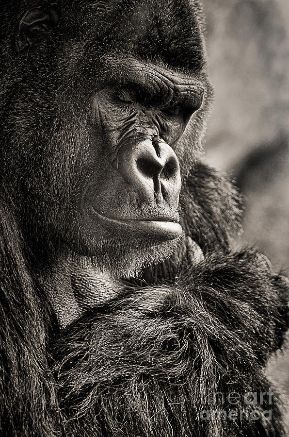 Gorilla Poses II Photograph by Norma Warden