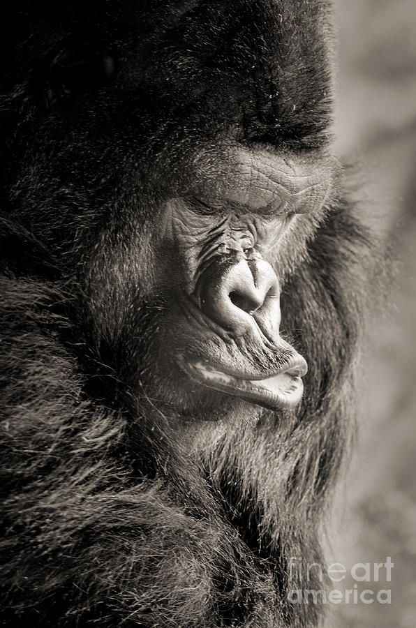 Gorilla Poses III Photograph by Norma Warden