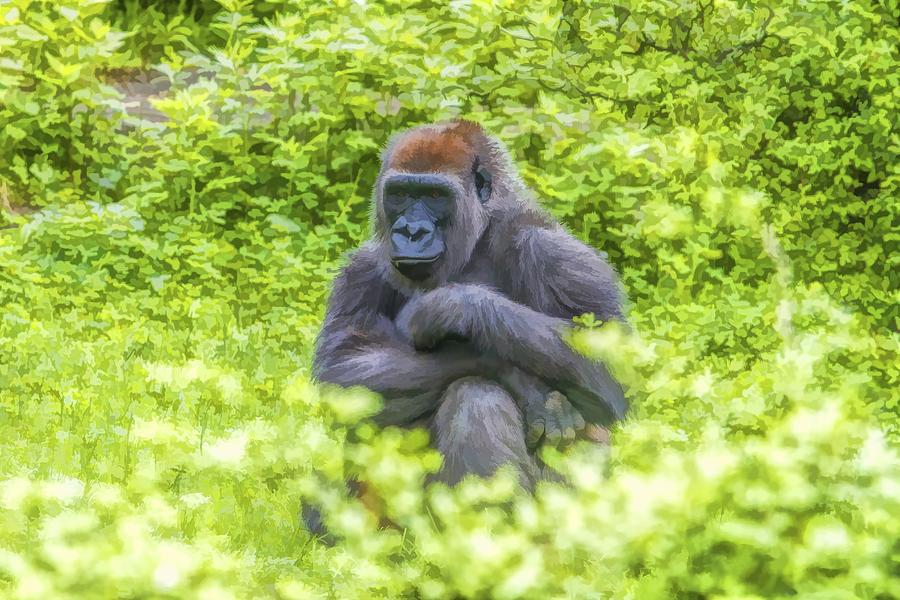 Gorilla Resting Photograph by Alice Gipson