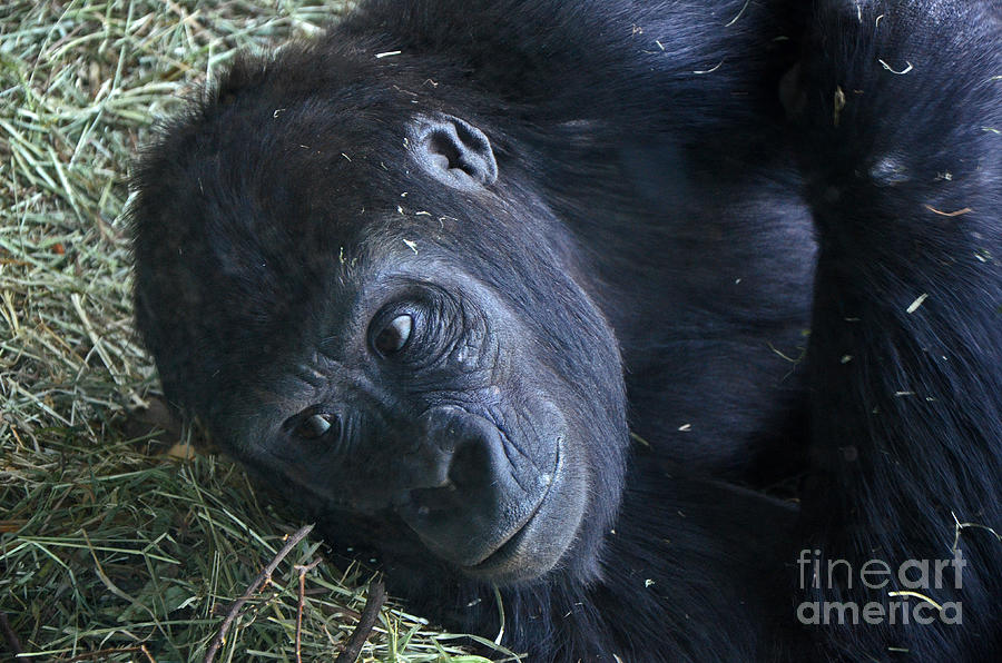 Gorilla resting Photograph by Frank Larkin