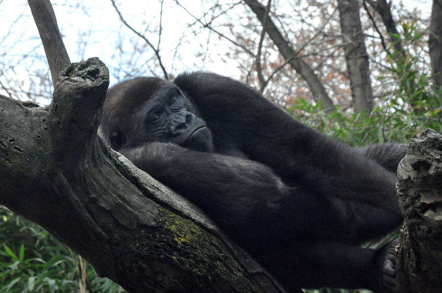Gorilla resting Bronx Zoo Photograph by Diane Lent