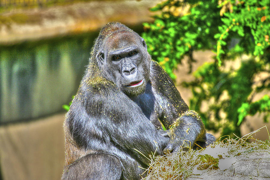 Gorilla Photograph by SC Heffner