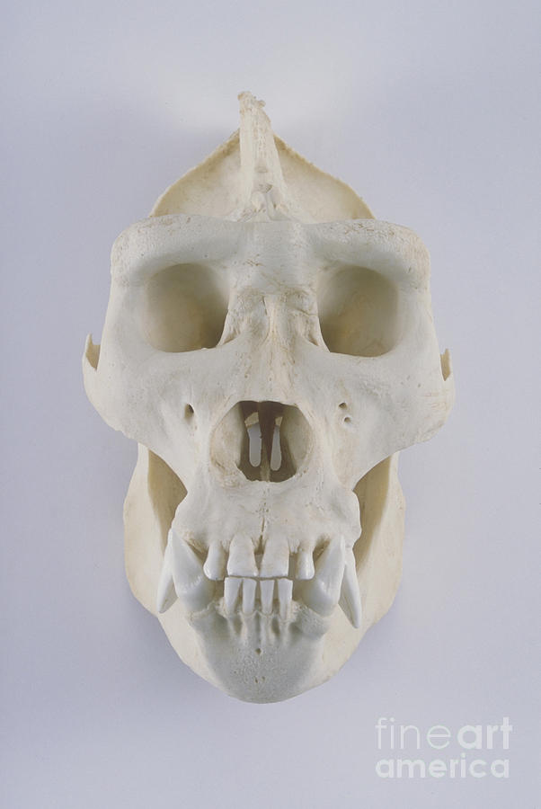 Gorilla Skull Photograph by Barbara Strnadova