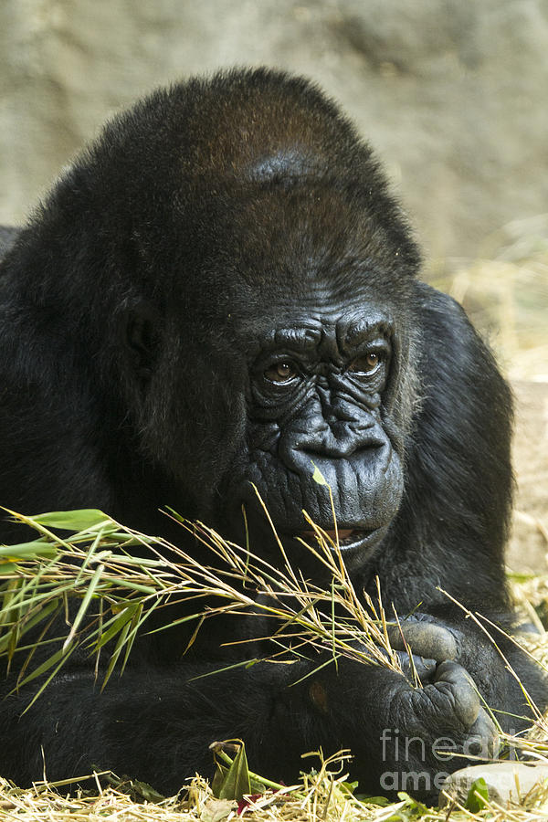 Gorilla Snack Photograph by Sonya Lang