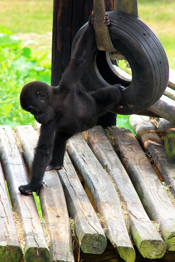 Gorilla swing cheap