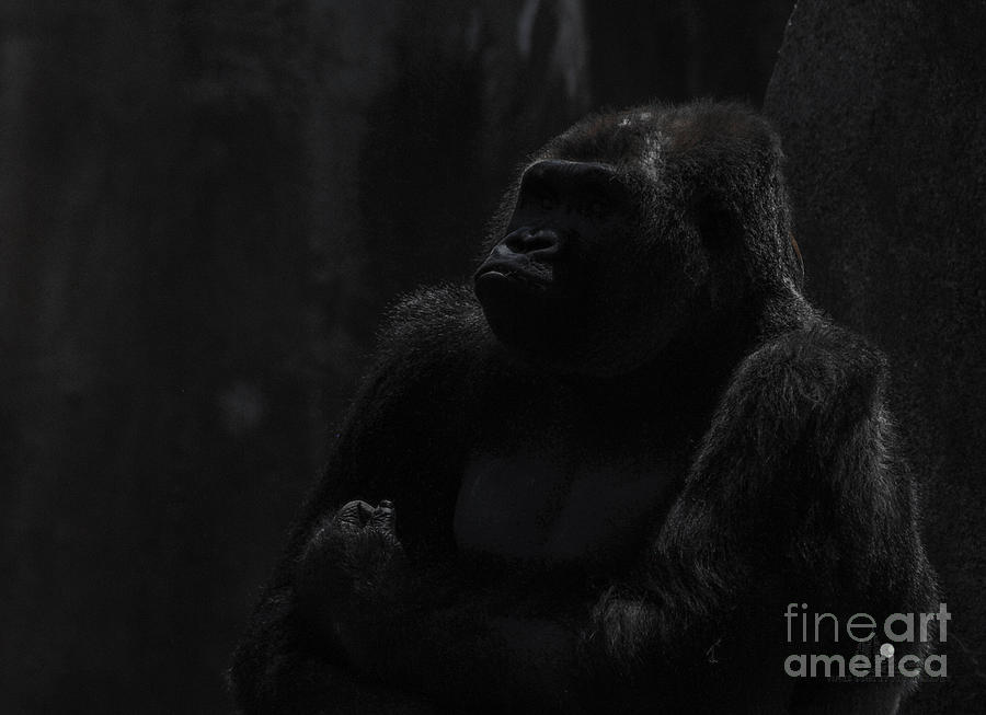 Gorilla Thinking Photograph by Ronald Grogan