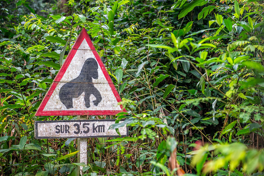 Gorilla Warning, Odzala National Park Photograph by James Steinberg