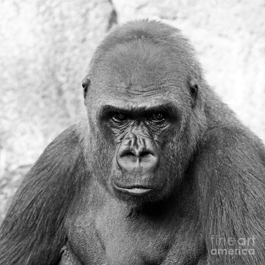 Gorilla white background Photograph by Cheryl Del Toro