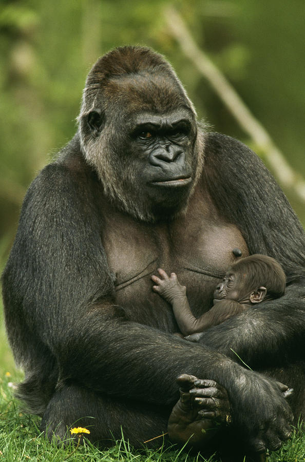 Gorilla With Baby Photograph by M. Watson
