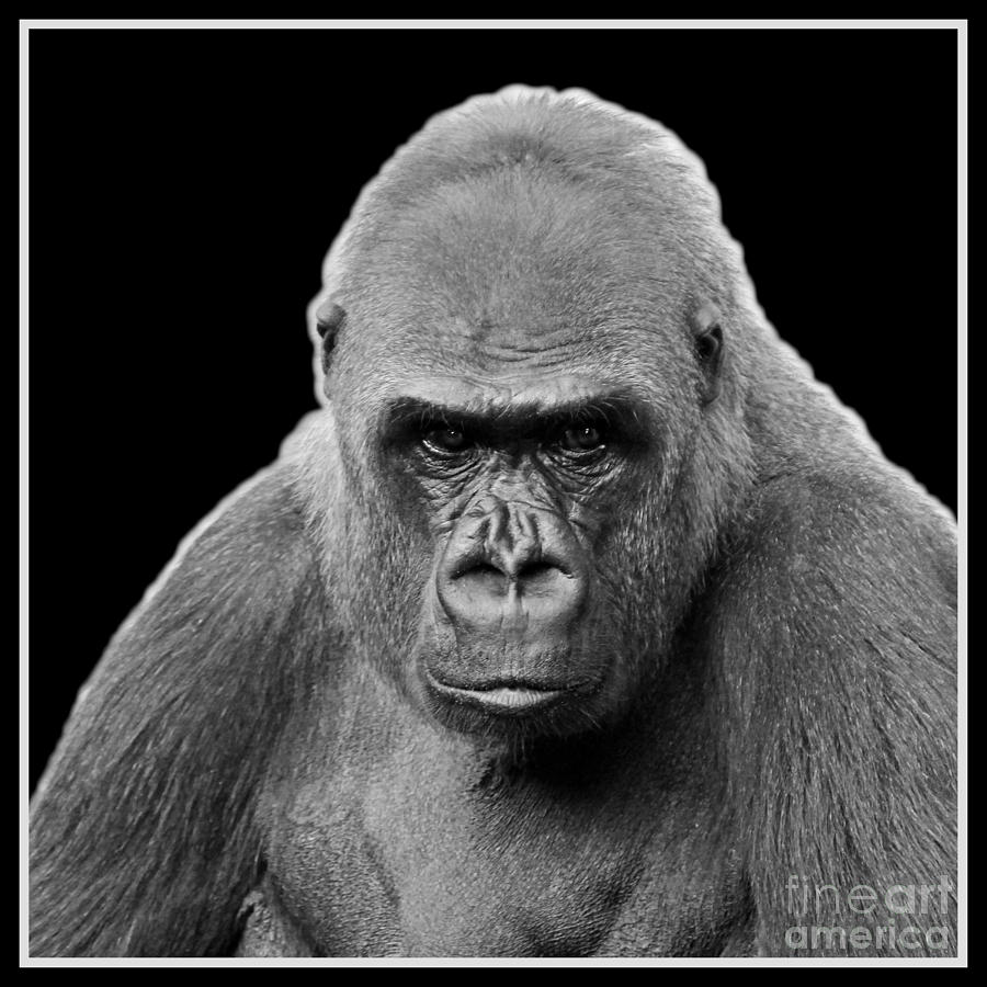 Gorilla with border Photograph by Cheryl Del Toro