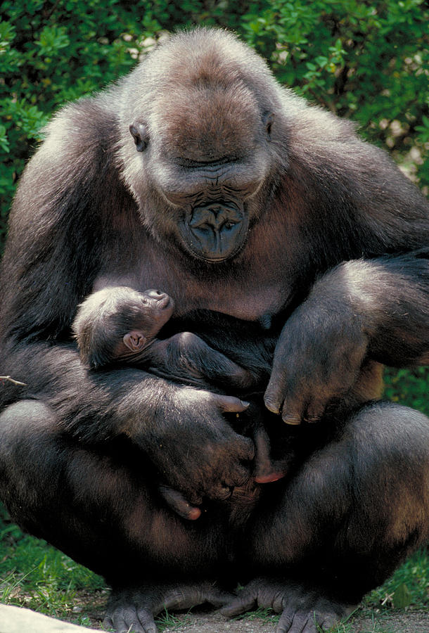 Gorilla With Newborn Photograph by G Ronald Austing