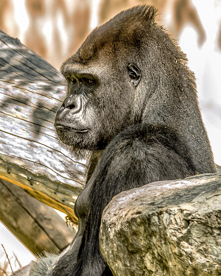 Gorilla Photograph by Yeates Photography