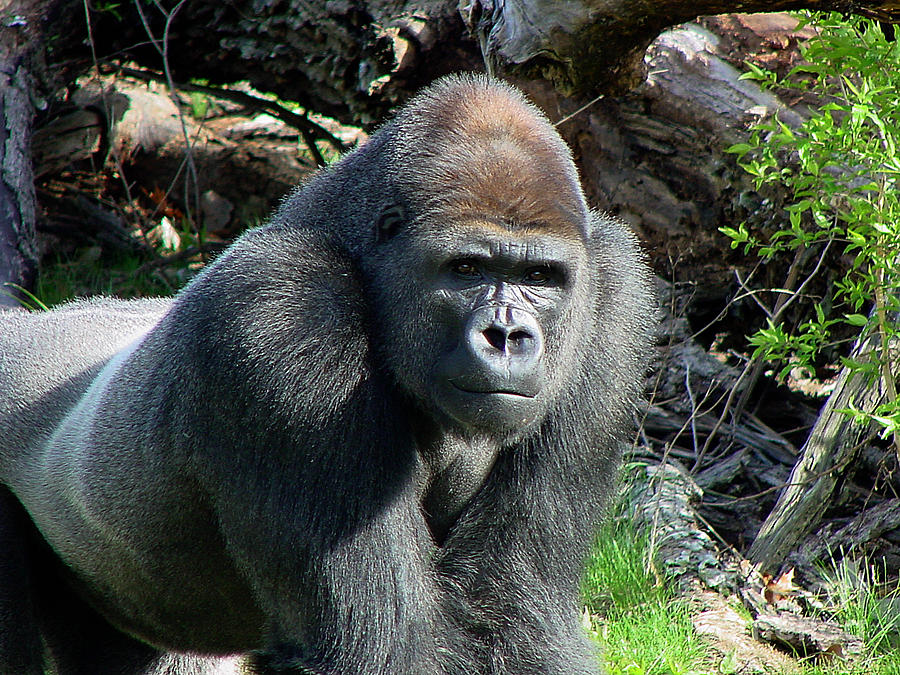 Animal Photograph - Gorilla135 by Gary Gingrich Galleries
