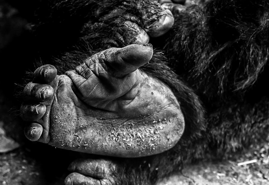 Gorilla's Foot Close Up Photograph by Georgina Gomez - Pixels