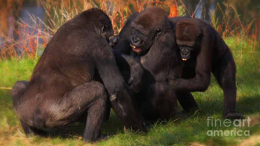 Gorillas having fun together  Photograph by Nick  Biemans