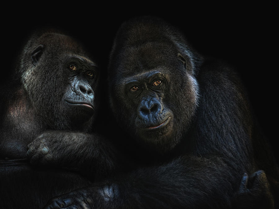 Gorillas In Love Photograph by Joachim G Pinkawa