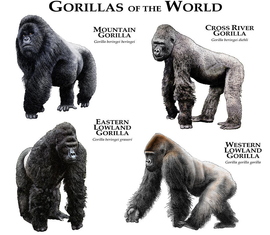 mountain gorilla size