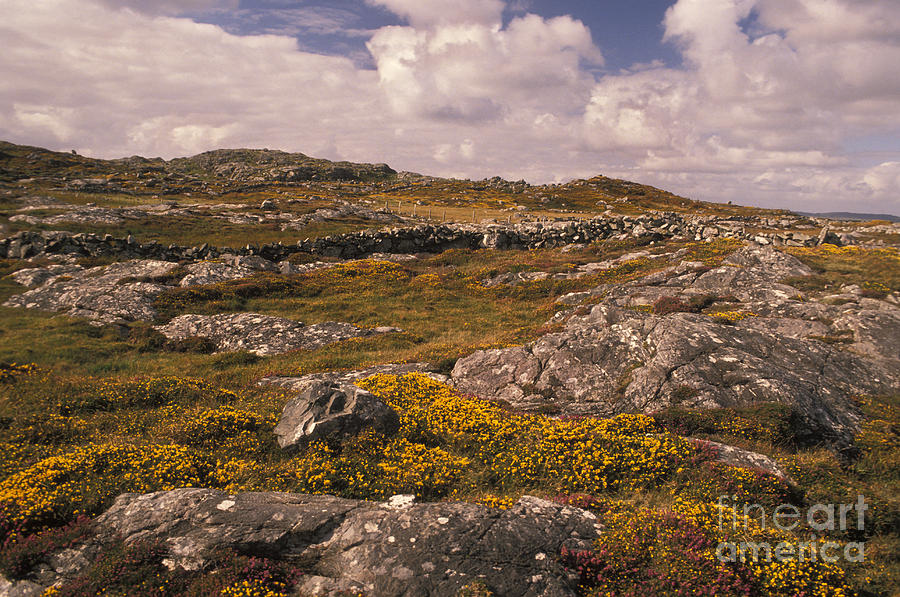 Landscape Photograph - Gorse And Heather by Ron Sanford