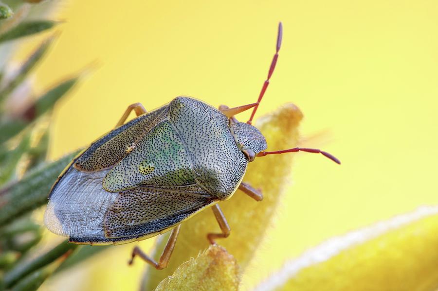 Insects Photograph - Gorse Shieldbug by Heath Mcdonald