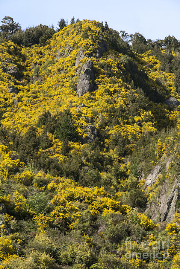 Tree Photograph - Gorse Weed by Bob Phillips