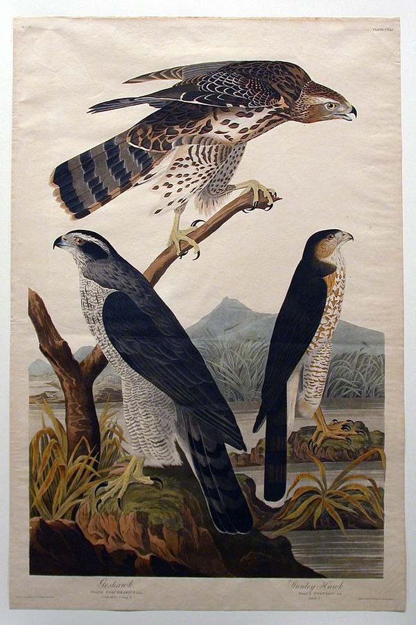 日本製 2ウェイ シェルアート 貝で描いた絵 鷹 Northern goshawk