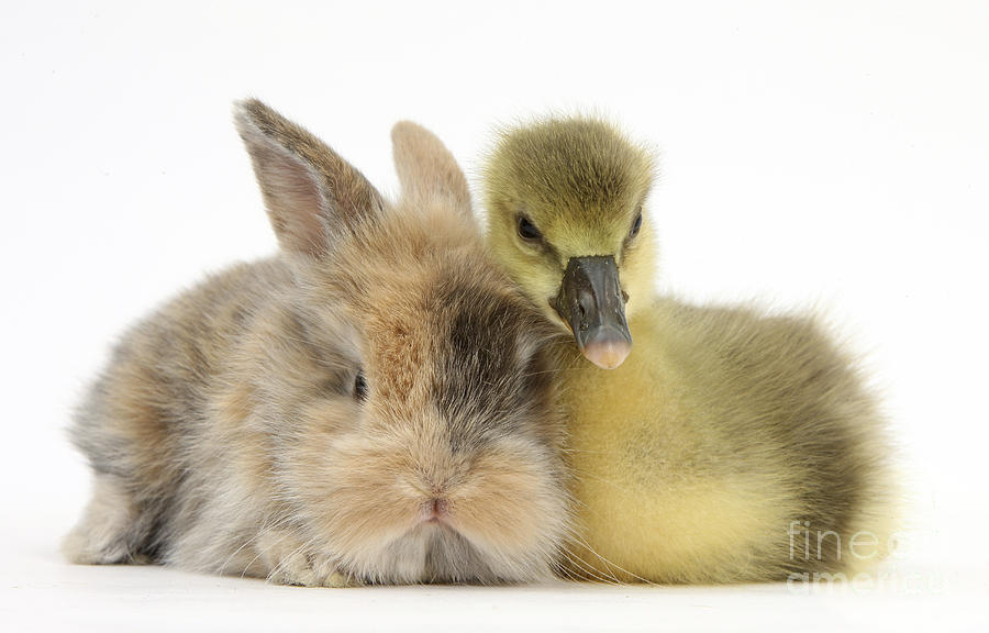 Gosling Photograph - Gosling And Baby Bunny by Mark Taylor Gosling Photograph - Gosling And Baby Bunny by Mark Taylor