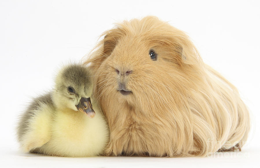 Nature Photograph - Gosling And Guinea Pig by Mark Taylor