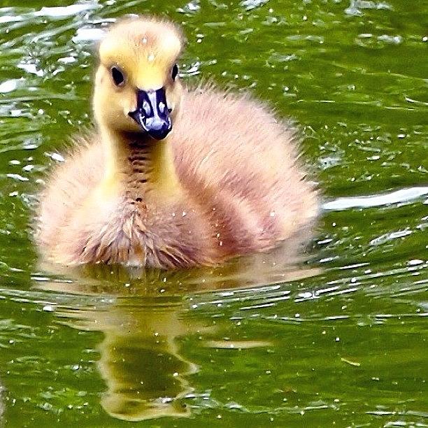 Nature Photograph - Gosling At Russia Dock Woodland.  Urban by Neil Andrews