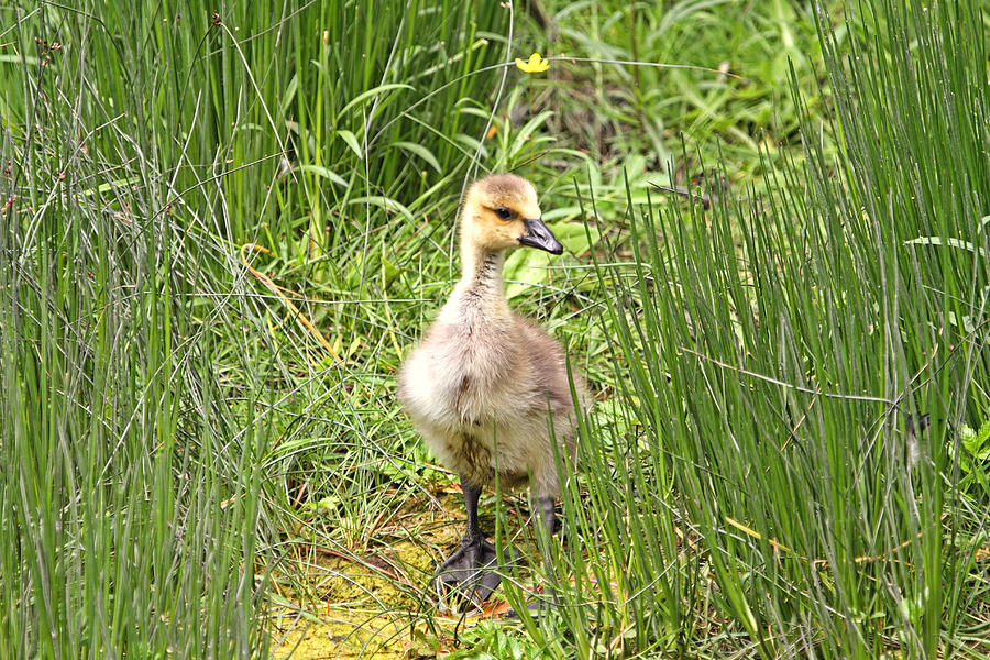 Gosling in the Grass Photograph by Peggy Collins | Fine Art America