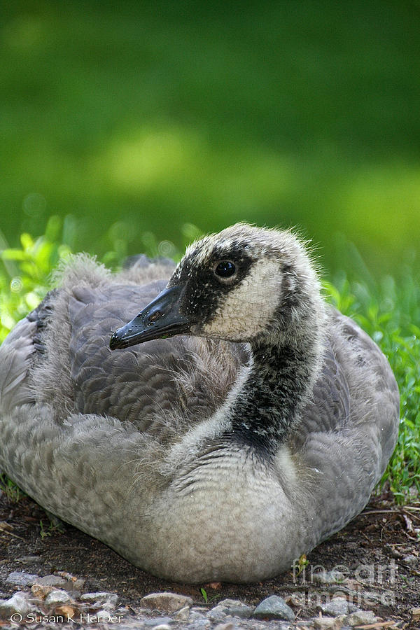 Gosling  Photograph by Susan Herber